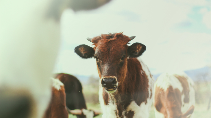 Tener los servidores en la oficina es como tener la vaca para obtener leche